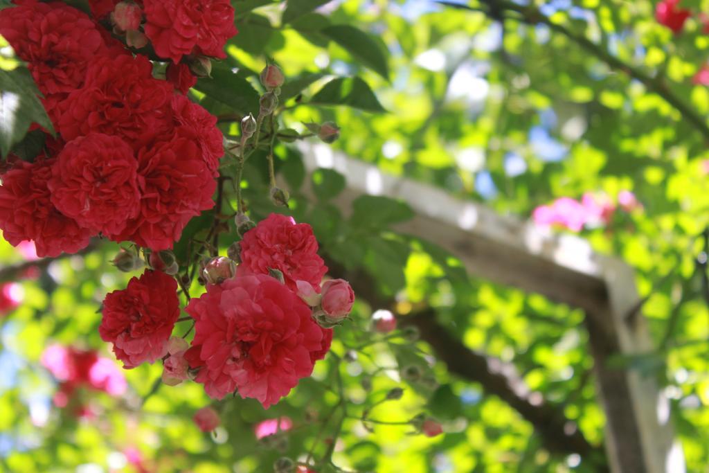 Apart Rose Garden San Martín de los Andes Exterior foto